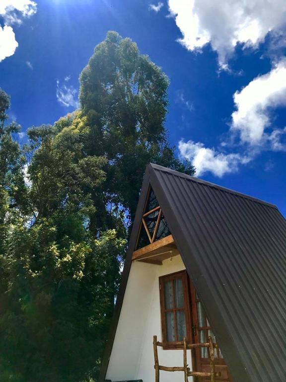 A-frame cabin exterior framed by tall eucalyptus and a bright sky