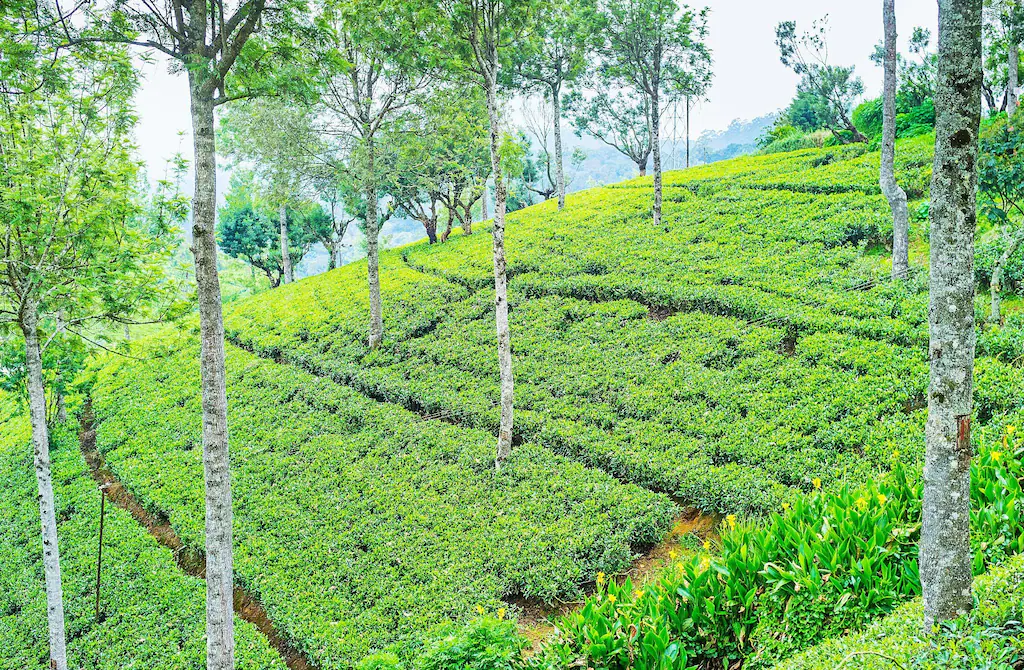 Pedro Tea Factory